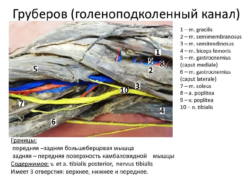 Топографическая анатомия нижней. Каналы голени топографическая анатомия. Задняя стенка голеноподколенного канала. Голеноподколенный канал канал Грубера. Canalis cruropopliteus отверстия.