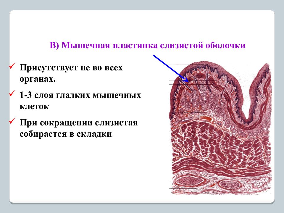 Пластинка слизистой. Мышечная пластинка слизистой оболочки. Мышечная пластинка слизистой оболочки имеется в. Мышечная пластинка слизистой оболочки функции. Мышечная пластинка слизистой оболочки присутствует.