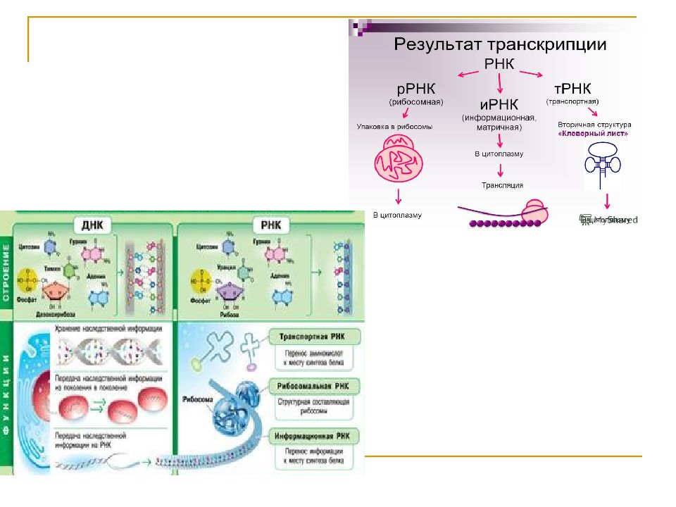 Органические вещества растительной клетки. Химические вещества растительной клетки. Химические соединения растительных клеток.