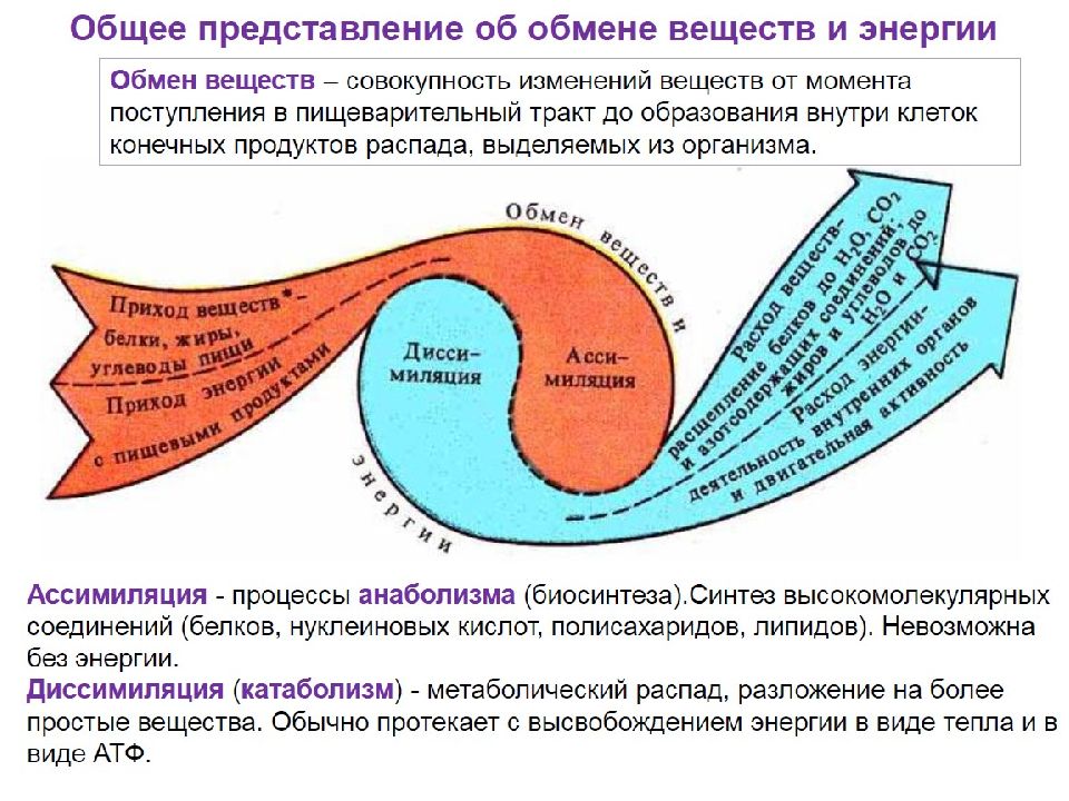 Обмен веществ и энергии физиология презентация