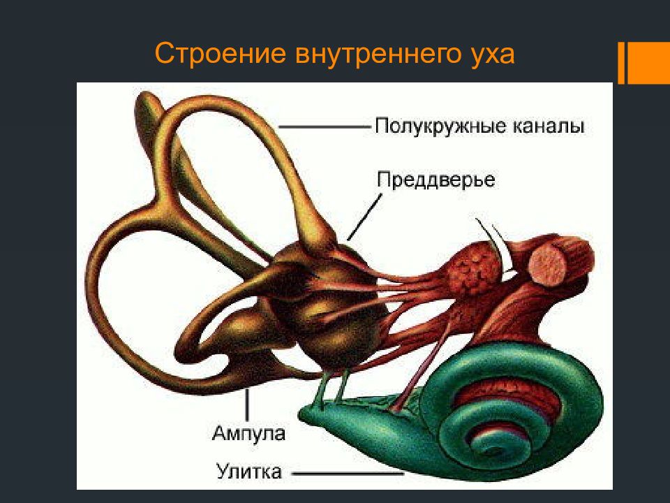 Строение внутреннего уха. Строение внутреннего уха 3d. Внутреннее ухо динозавра.