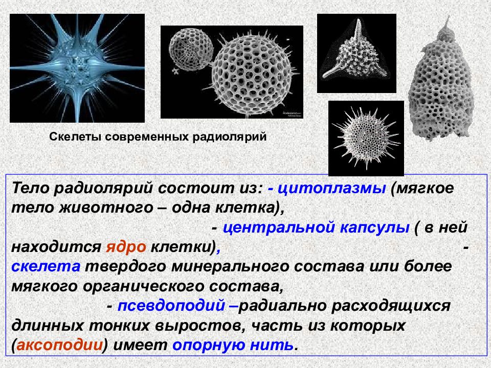 Радиолярия это. Радиолярии Саркодовые. Фораминиферы радиолярии солнечники. Саркодовые лучевики. Радиолярии солнечники лучевики.