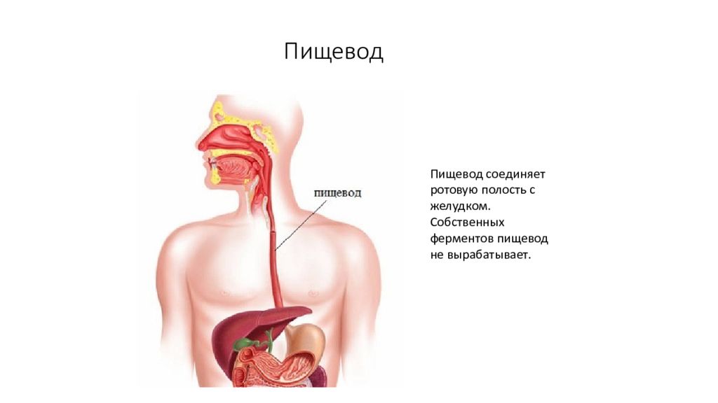 Ферменты пищевода. Ферменты глотки и пищевода. Пищевод вырабатывает ферменты. Функции пищевода и ферменты.