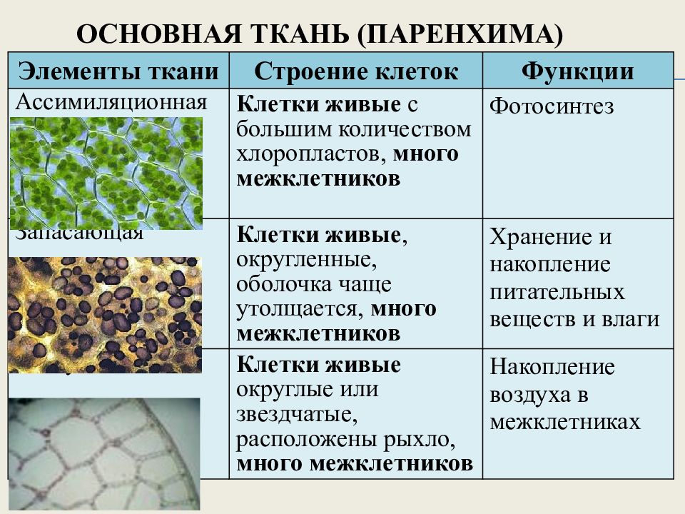 Функции тканей растений 6 класс биология. Паренхима ткань растений. Функции запасающей паренхимы.