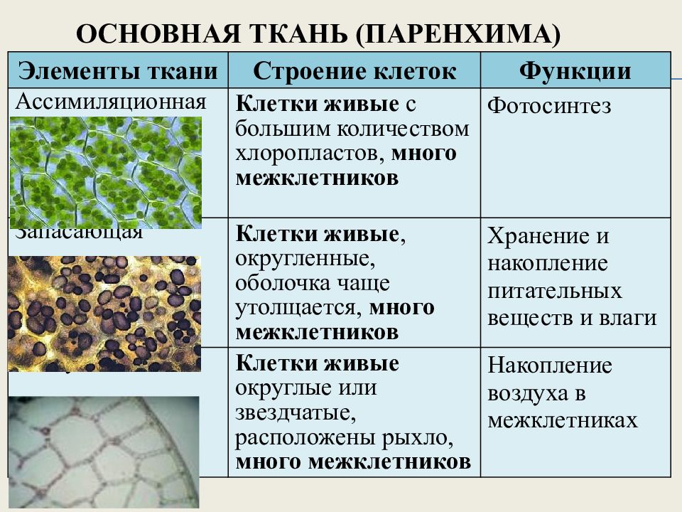 Особенности строения тканей растений. Основная ткань. Функции основных тканей. Особенности основной ткани. Ткани растений 9 класс.