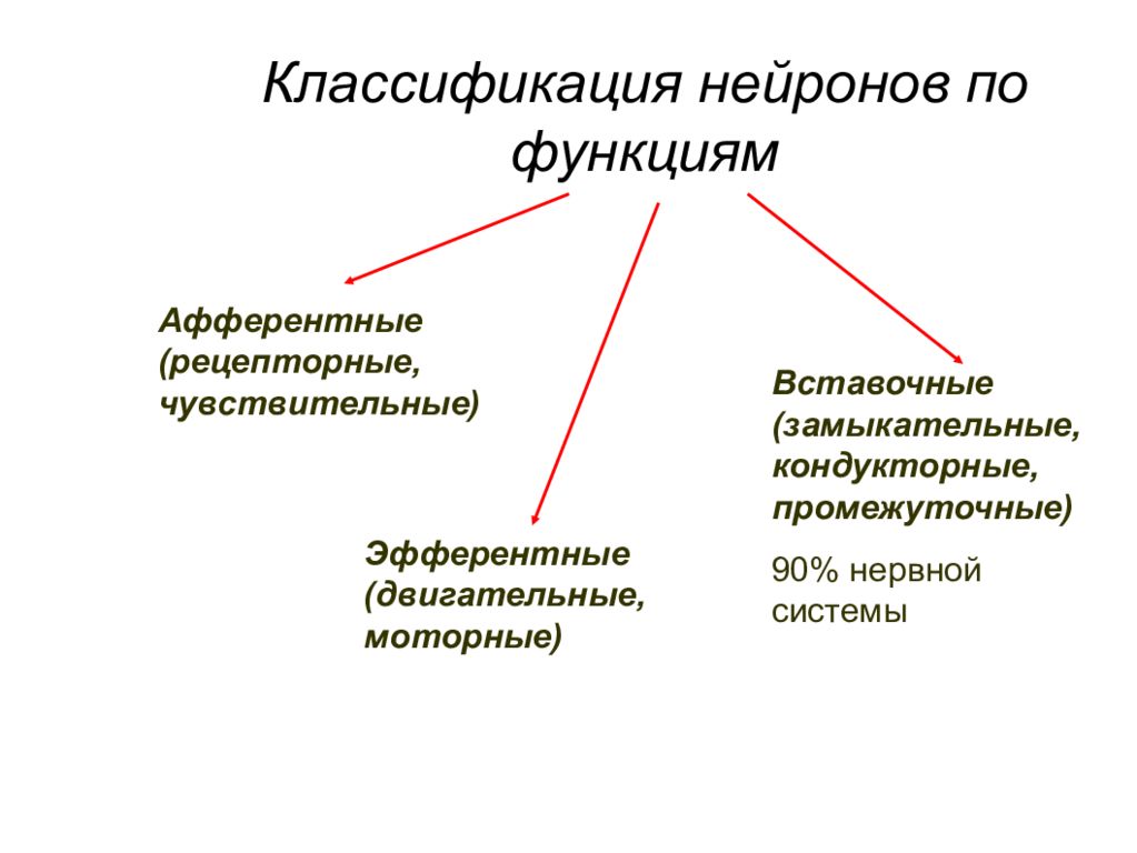 Схема классификация нейронов