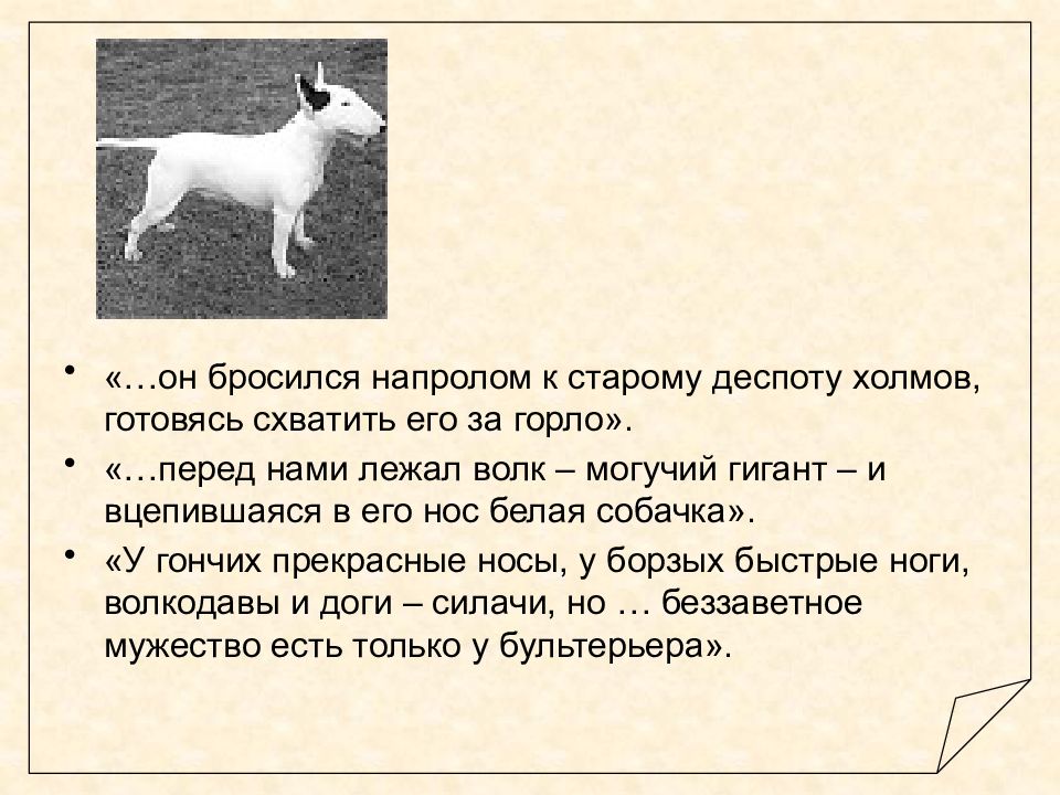 Рассказ белая собака. Снап Сетон Томпсон бультерьер. Рассказ снап Сетон Томпсона. Рассказ про бультерьера снап