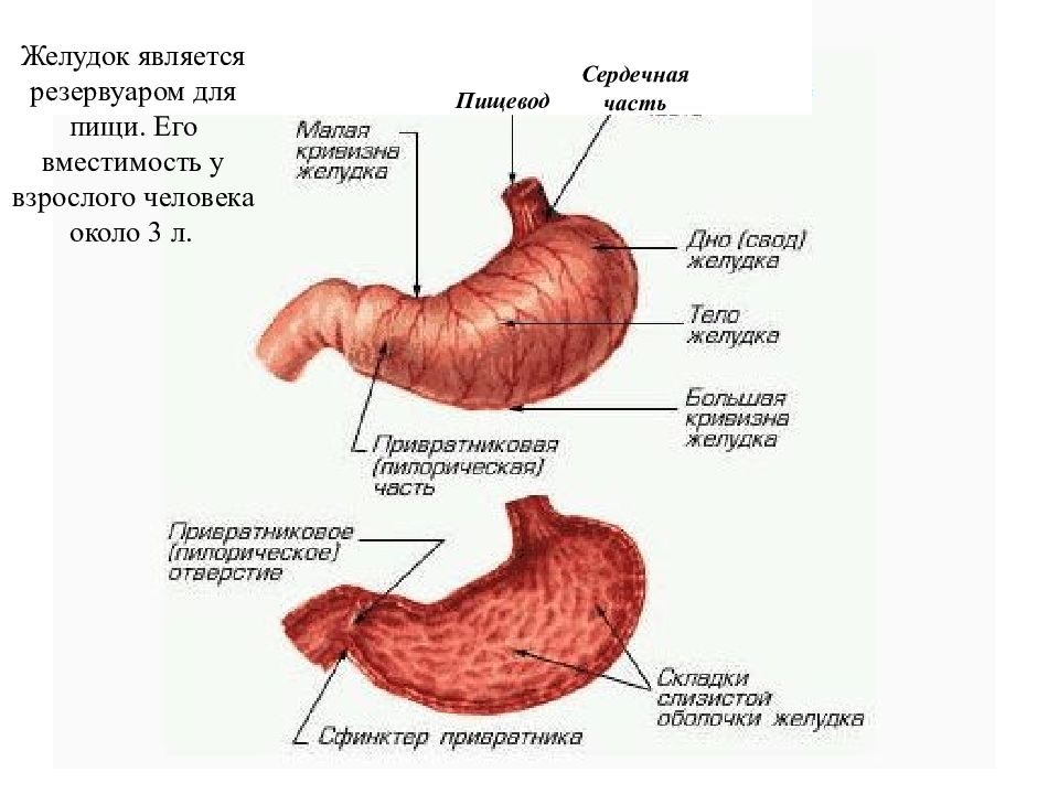 Почему желудок полный. Строение желудка человека анатомия. Наружное строение желудка. Внутренне и внешнее строение желудка. Анатомические структуры желудка.