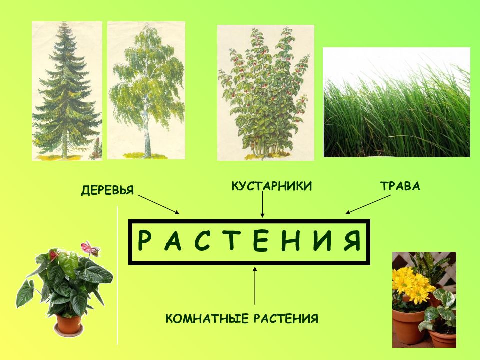 Окружающий мир 1 класс как живут растения презентация