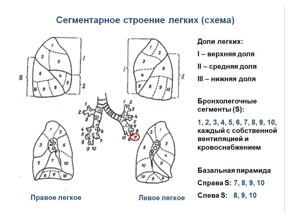 Схема легких кт