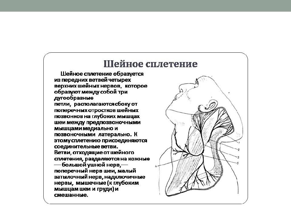 Шейное сплетение схема