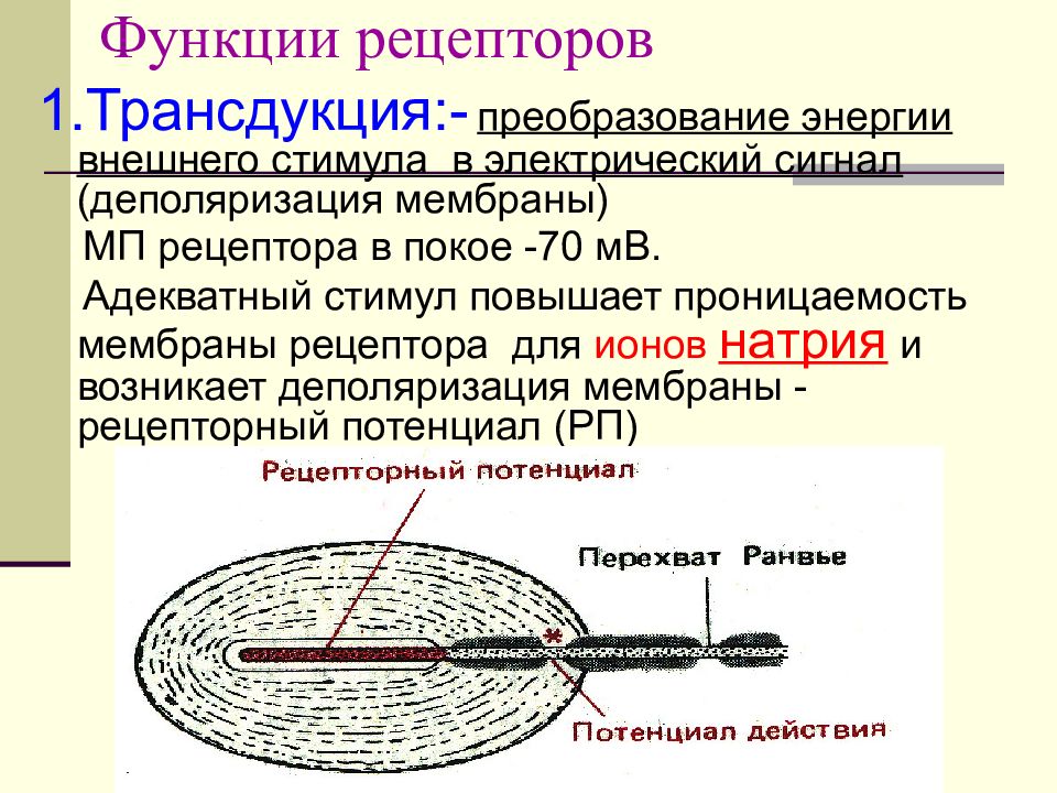 Функции рецепторов. Трансдукция рецептора. Трансдукция это в физиологии. Трансдукция сенсорного сигнала.