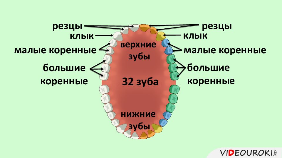 Малые коренные зубы взрослого человека. Коренные зубы резцы резцы клыки. Резцы и малые коренные зубы анатомия. Зубы резцы клыки малые коренные большие коренные. Резцы клыки малые и большие коренные зубы анатомия.