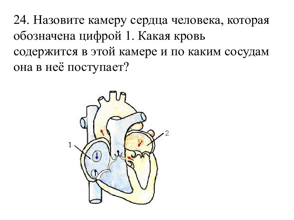 Какой цифрой на рисунке обозначен кровеносный сосуд. Назовите камеру сердца которая обозначена цифрой 1. Назовите камеру сердца человека которая обозначена цифрой 1 какая. Назовите камеры сердца человека. Кровь из сердечной камеры поступает в.