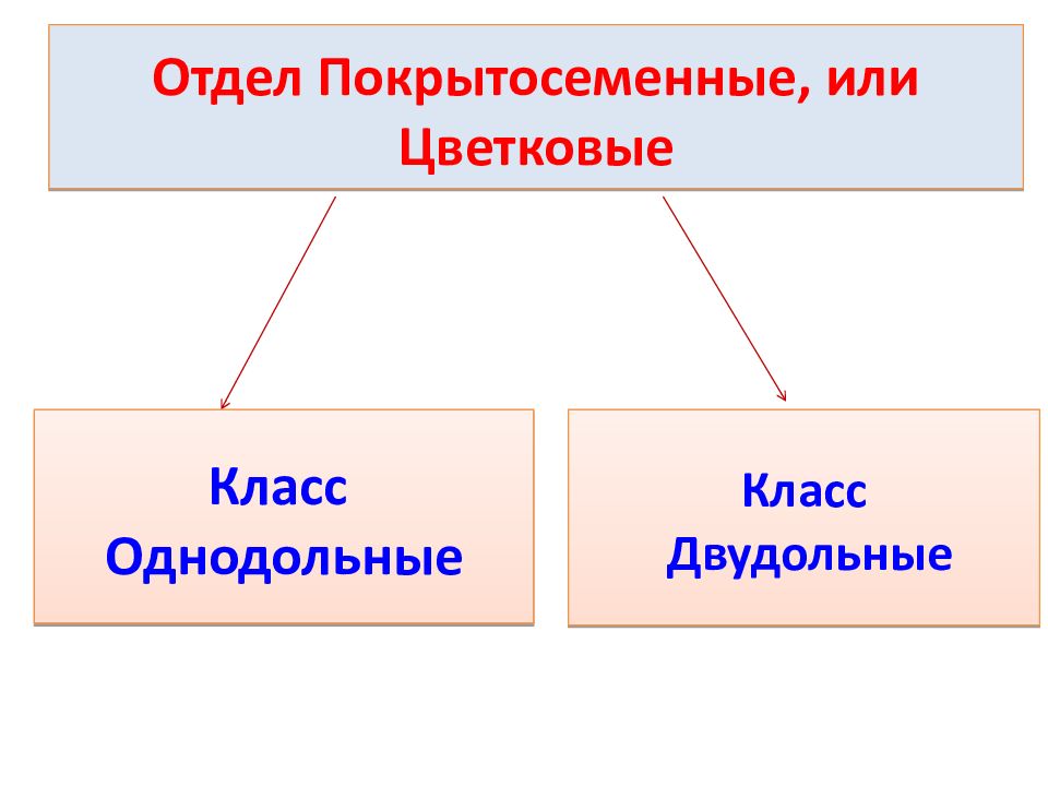 Презентация генеративные органы растений презентация