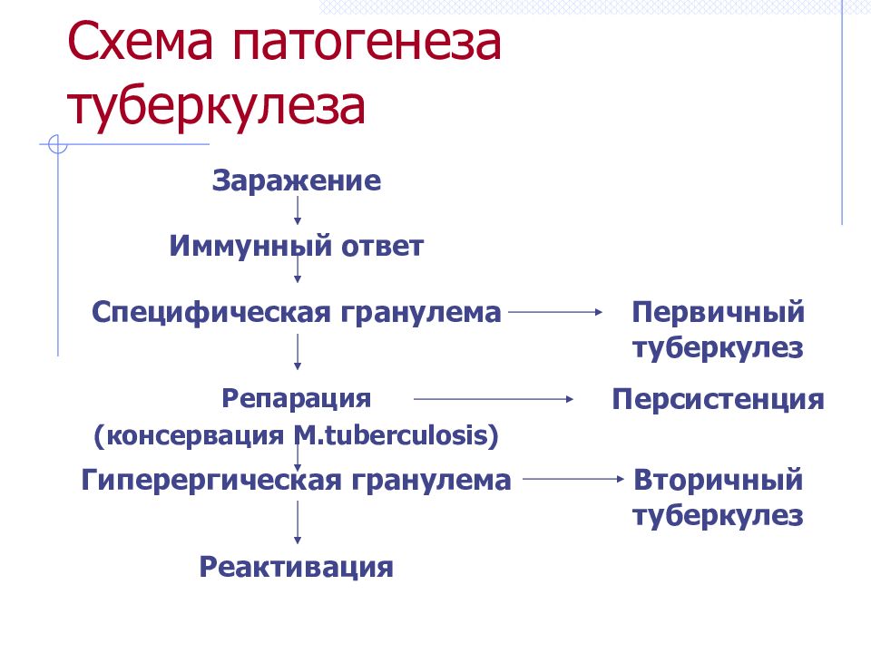 Патогенез туберкулеза презентация