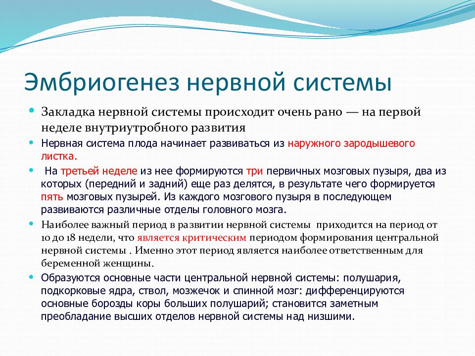 Формирование нервной системы. Стадии эмбрионального развития нервной системы. Эмбриогенез нервной системы педиатрия. Эмбриональное развитие ЦНС. Закладка нервной системы.