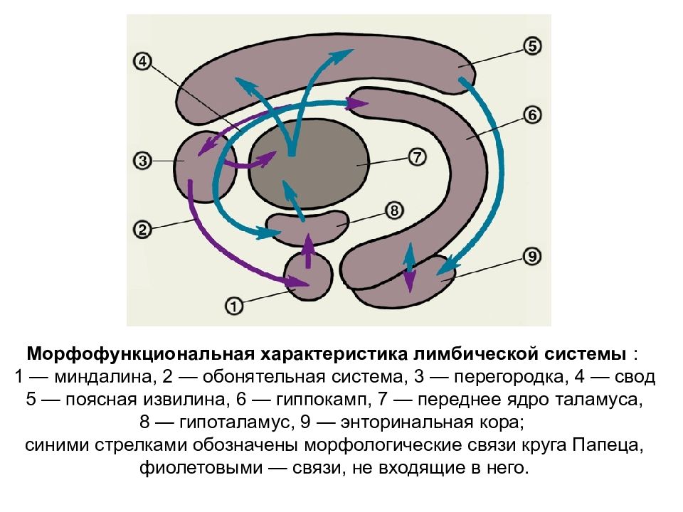 Круг папеца. Морфофункциональная организация таламуса. Структуры лимбической системы. Перегородка лимбической системы. Миндалина и поясная извилина.