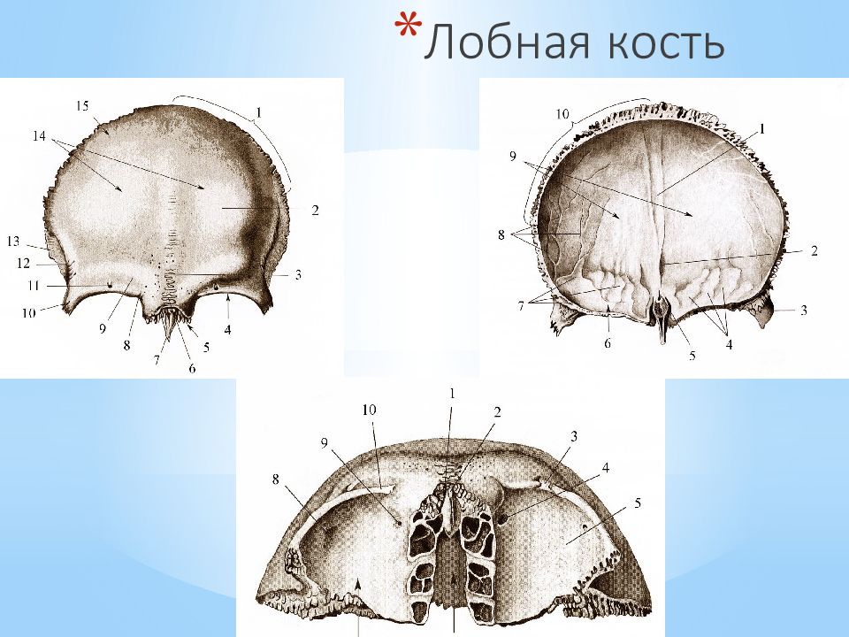 Лобная кость анатомия рисунок