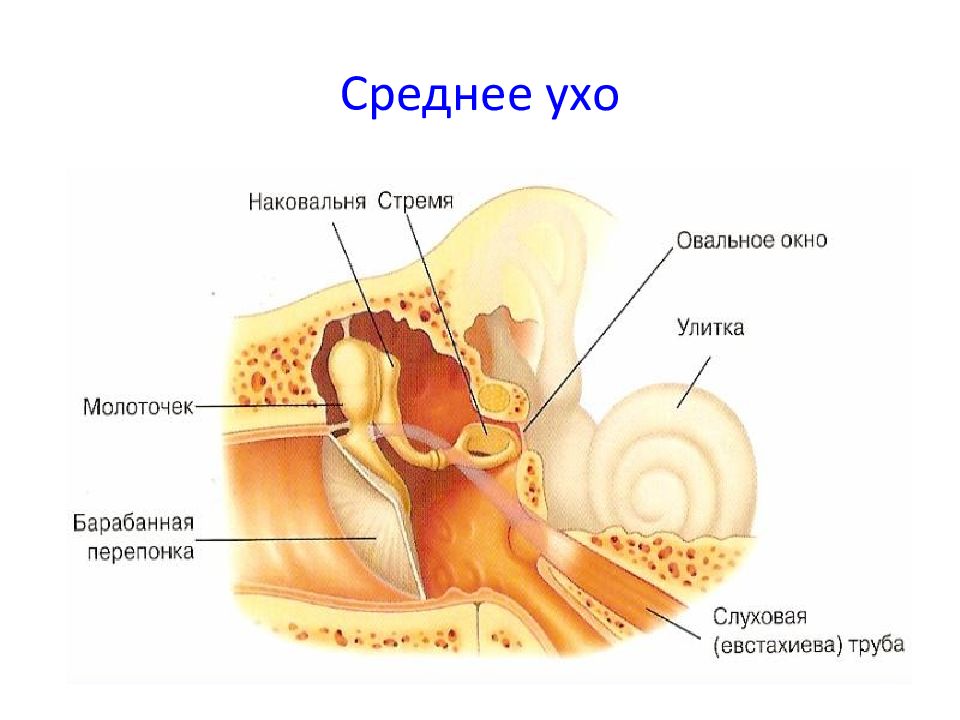 К среднему уху относятся