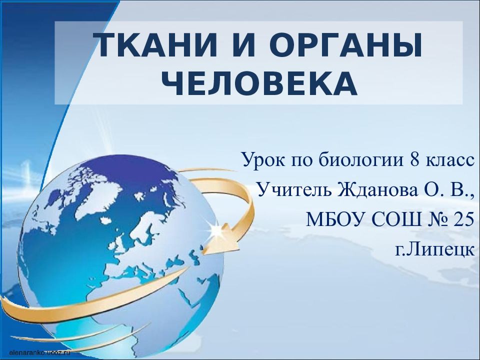 ТКАНИ И ОРГАНЫ ЧЕЛОВЕКА