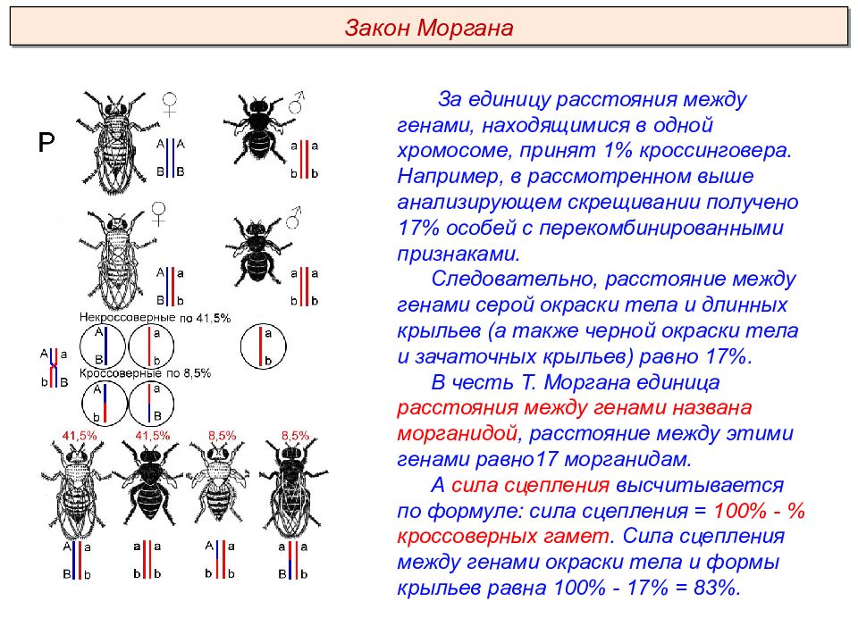 Решение задач на сцепленное наследование презентация