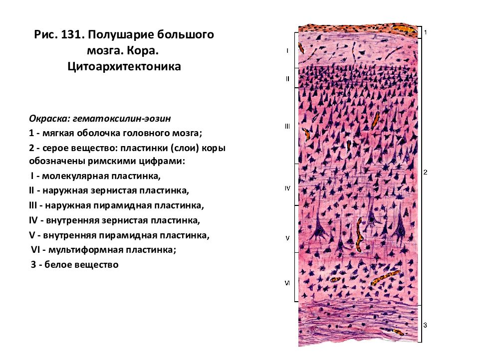 Схема коры больших полушарий гистология