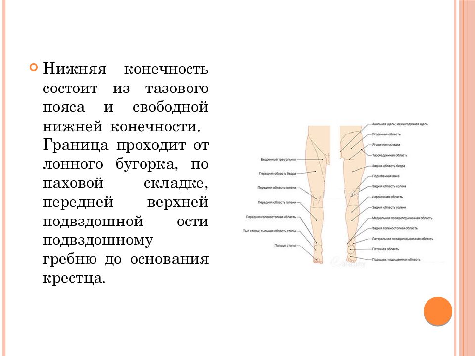 Топографическая анатомия нижней конечности презентация