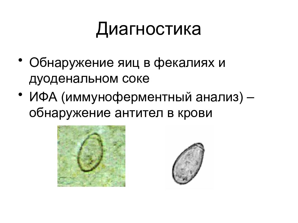 Яйца плоских червей характеристика. Обнаружение яиц в желчи и фекалиях. Метод диагностики дикроцелиоза?. Обнаружение яиц в мокроте сосальщиков. Описторхоз исследуемый материал.