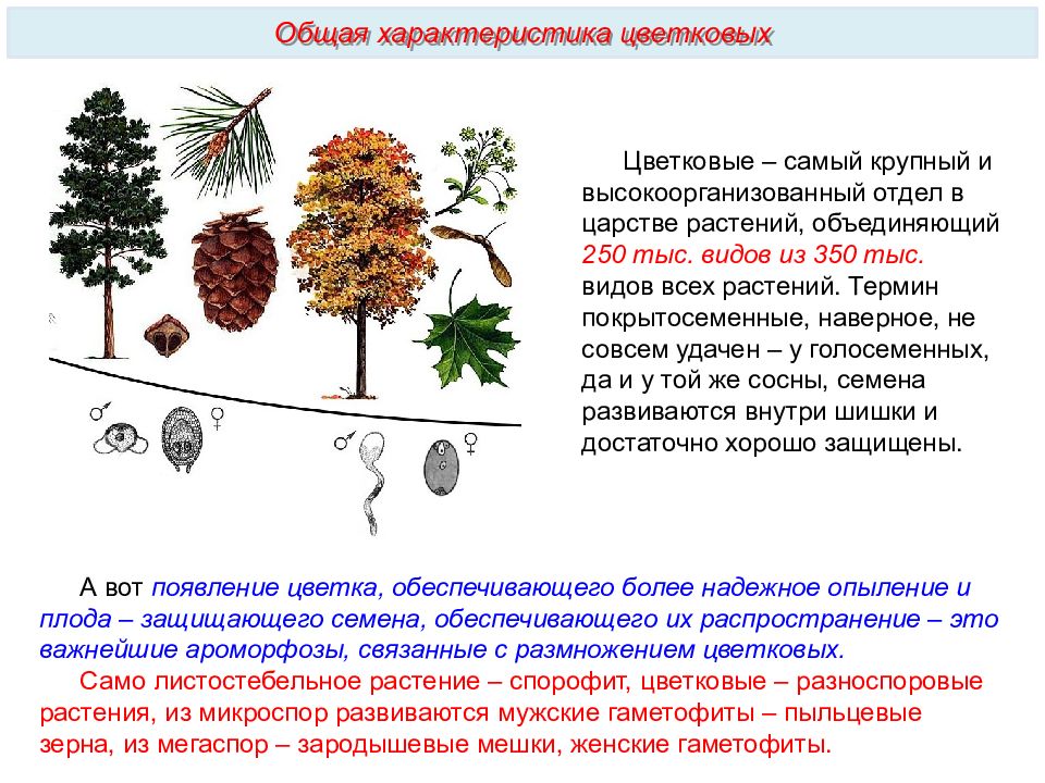 Хвойные двудольные