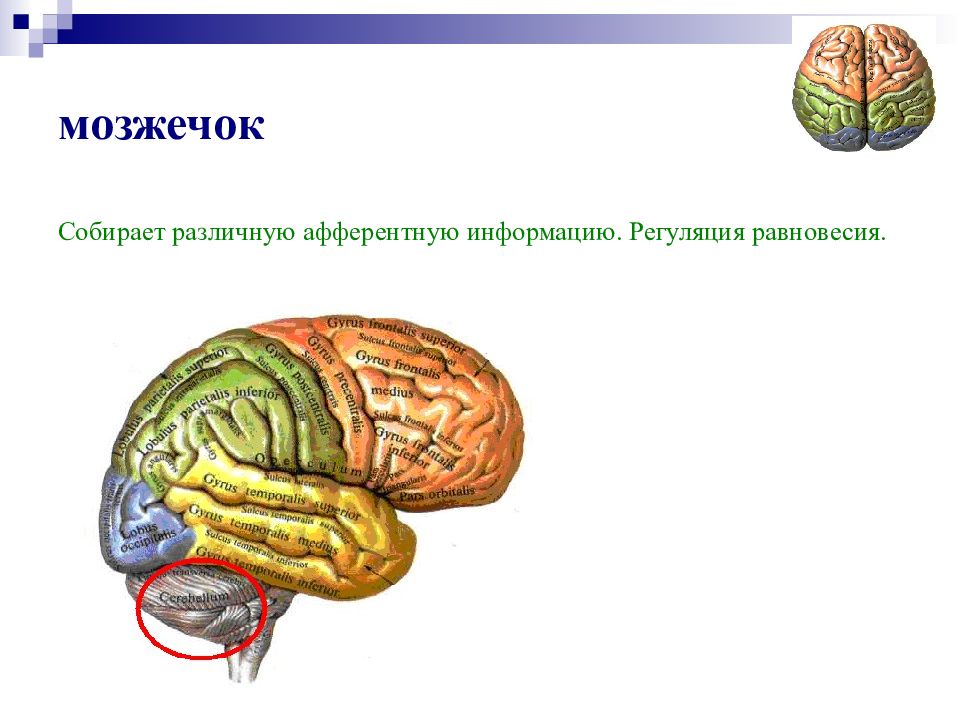 Презентация гностические слуховые расстройства