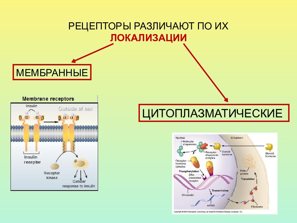 В чем проявляется рецепторная функция кожи кратко. Классификация рецепторов. Рецепторы связанные с g-белками.