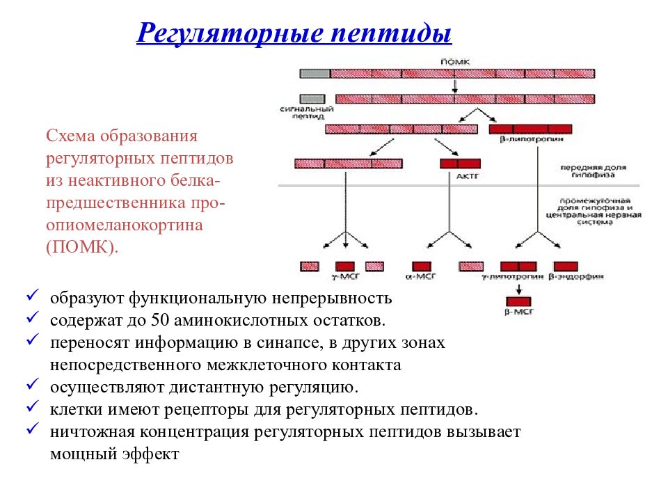 Презентация биохимия нервной системы