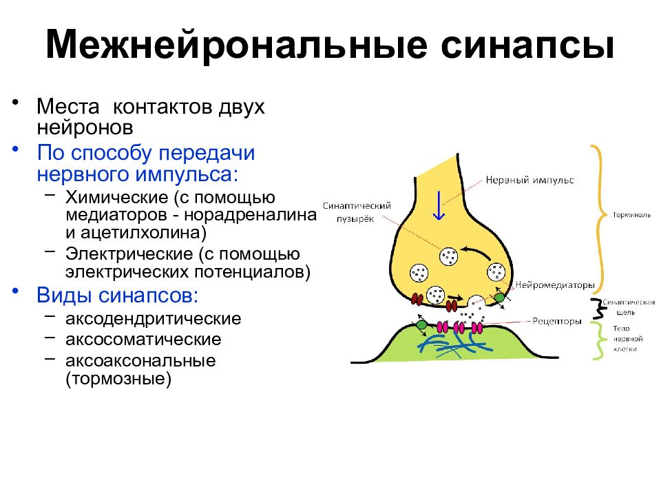 Классификация межнейронных синапсов