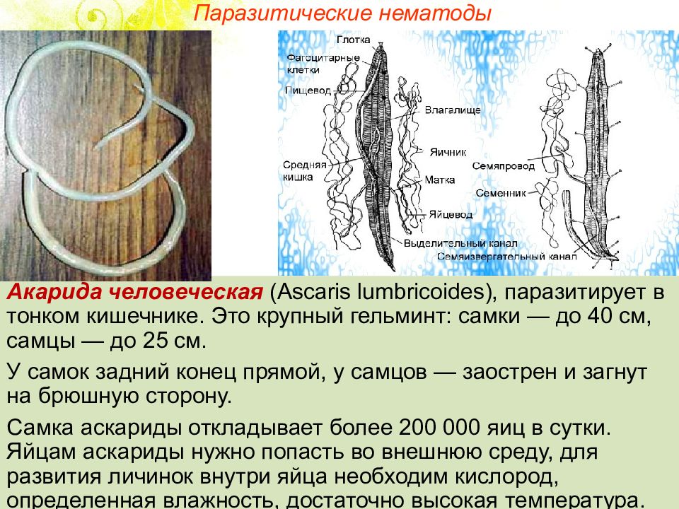 Круглые черви симметрия. Паразитические нематоды. Нематоды представители. Класс нематоды представители.