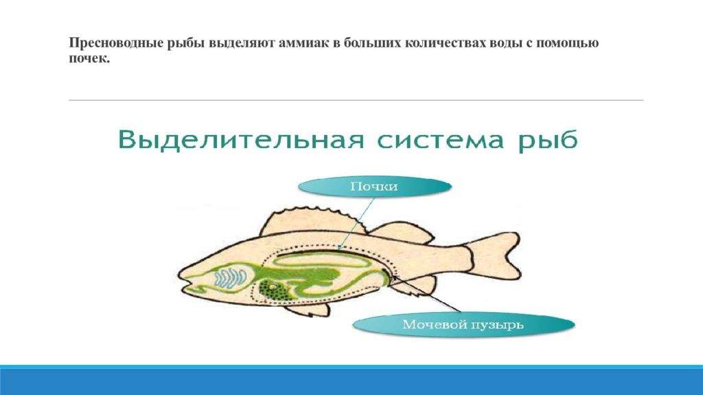 Почки у рыб. Выделительная система рыб. Органы выделения рыб. Выделительная система рыб кратко. Выделительная система животных.