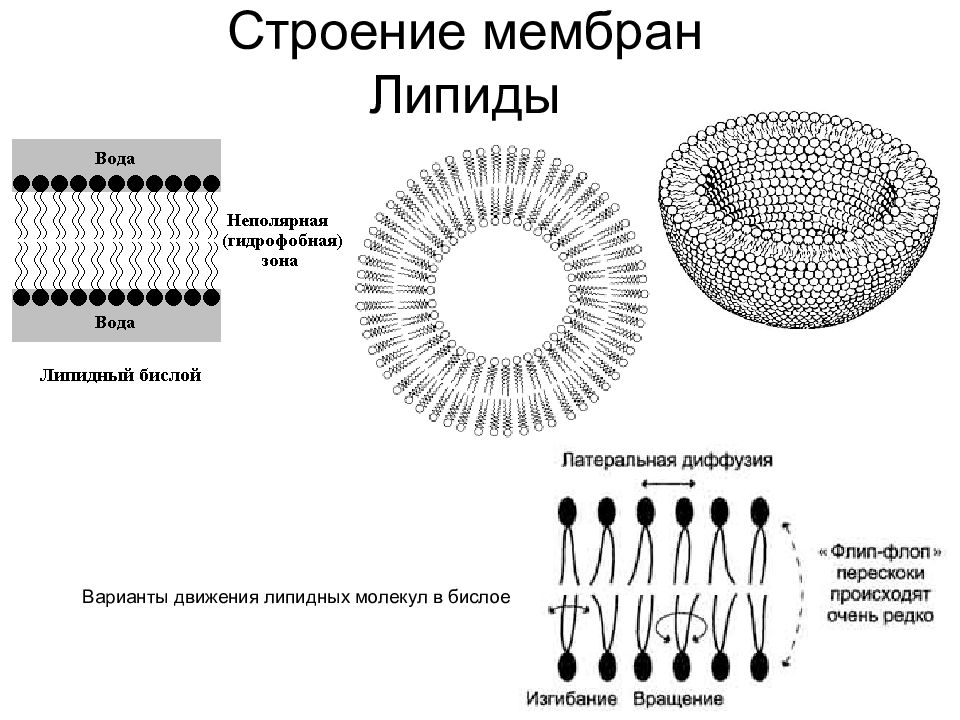 Какую функцию выполняют липиды в клетках прокариот. Липиды (строение мономера, строение полимера, свойства и функции). Какую функцию выполняют липиды в клетках прокариот. Липиды цитоплазматической мембраны. Белок органические вещества входящие в состав клетки.