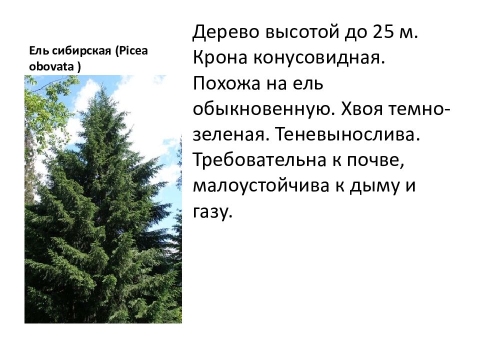 Сообщение о ели. Ель Сибирская хвоя описание. Ель Сибирская краткое описание. Сибирская ель описание для детей. Ель Сибирская конусовидная крона.