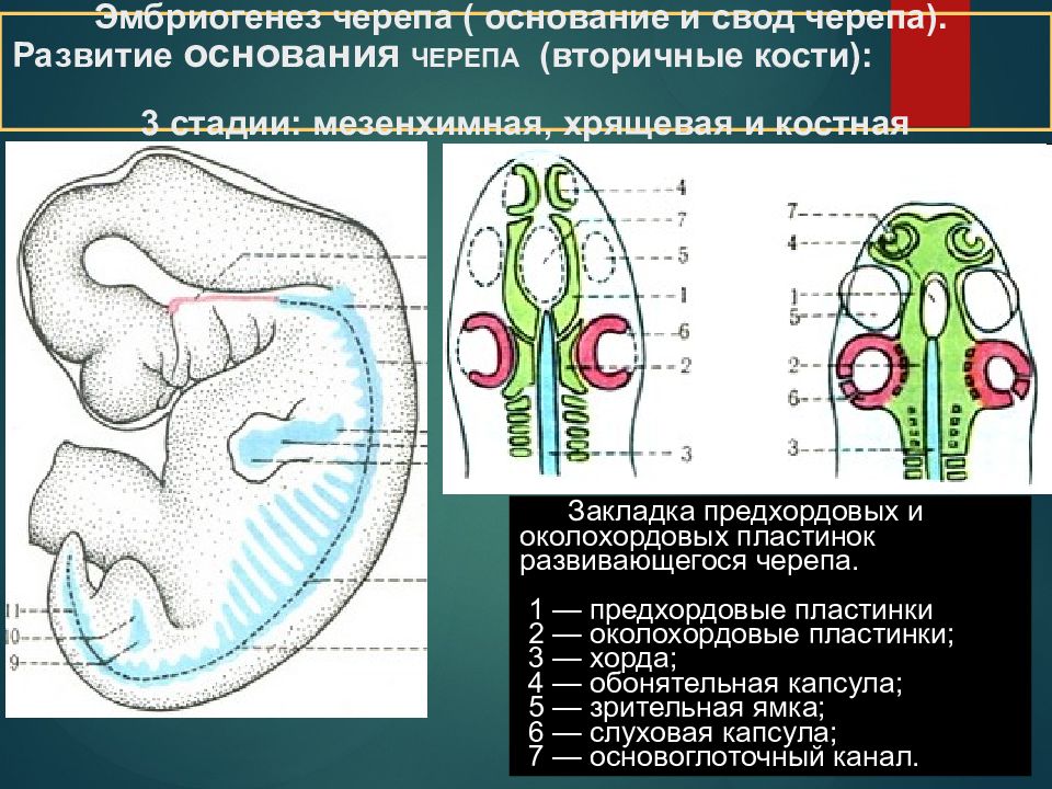 Развитие черепа в онтогенезе