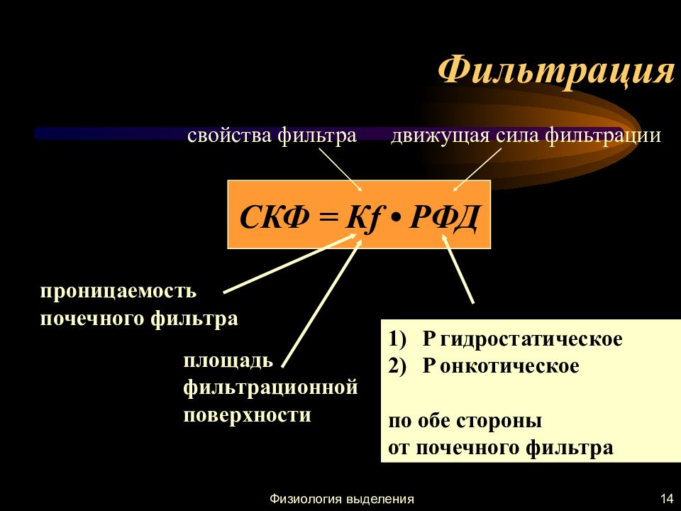 Физиология мочеобразования