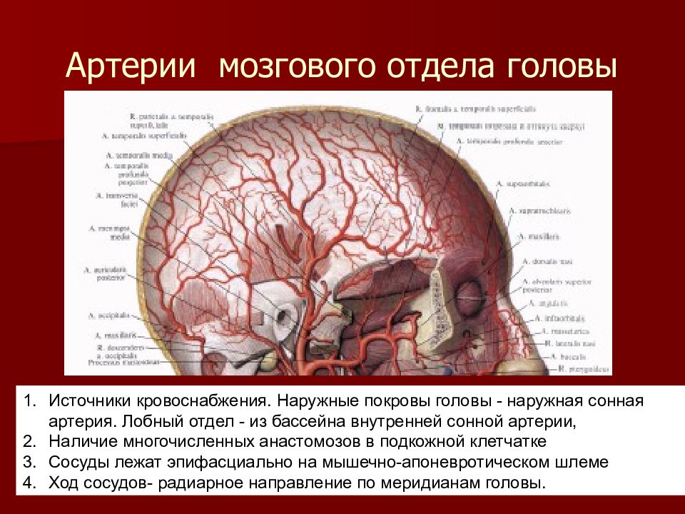 Топографическая анатомия головы презентация