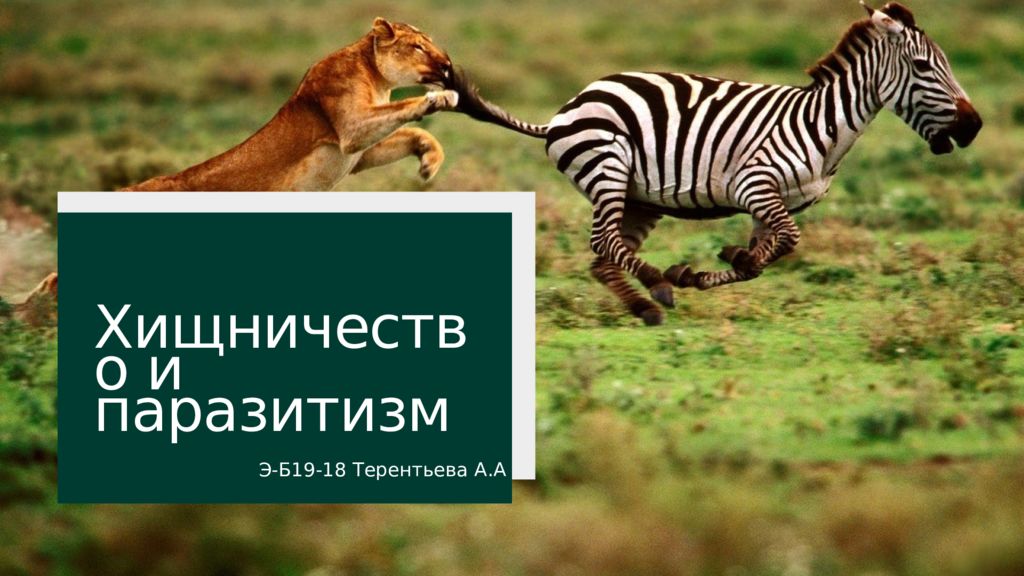 хищничество слайд. характер хищничества.