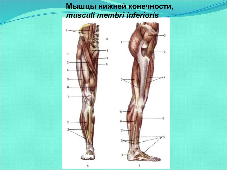 Мышцы конечностей анатомия. Мышцы пояса нижней конечности анатомия. Мышцы тазового пояса и нижней конечности. Мышцы таза и свободной нижней конечности. Мышцы таза и нижних конечностей анатомия.