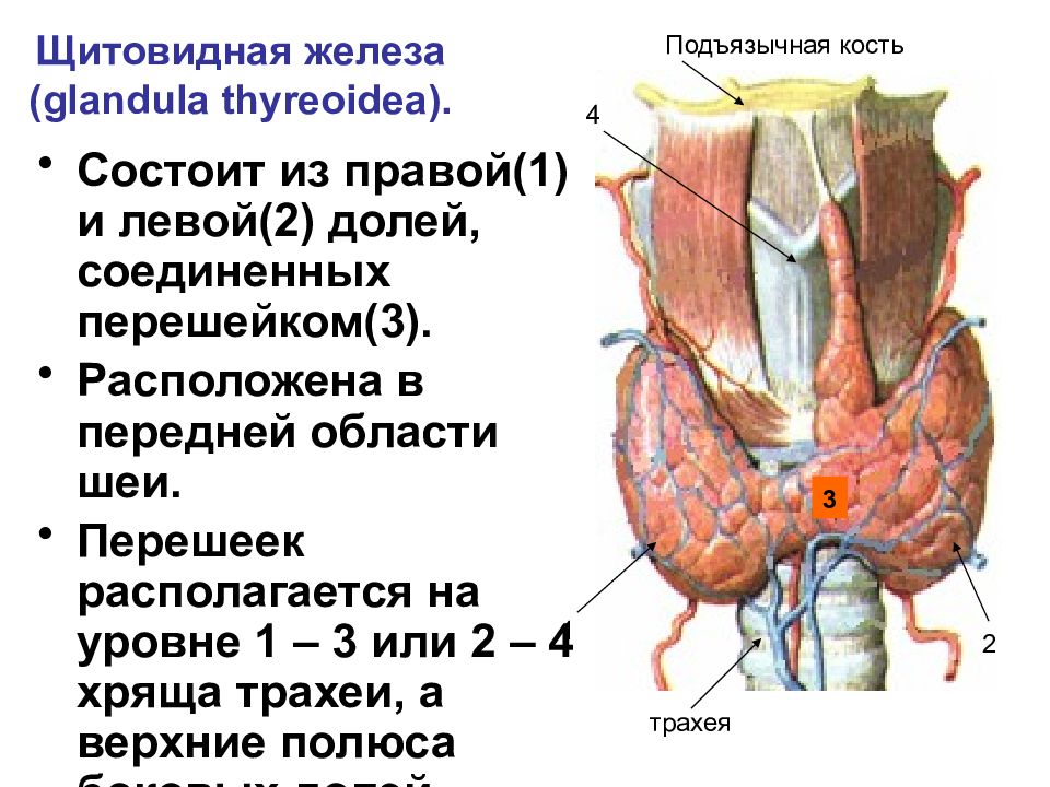 Щитовидная железа и паращитовидная железа. Щитовидная и паращитовидная железы строение и функции. Паращитовидная железа патанатомия. Отсутствие паращитовидной железы латынь