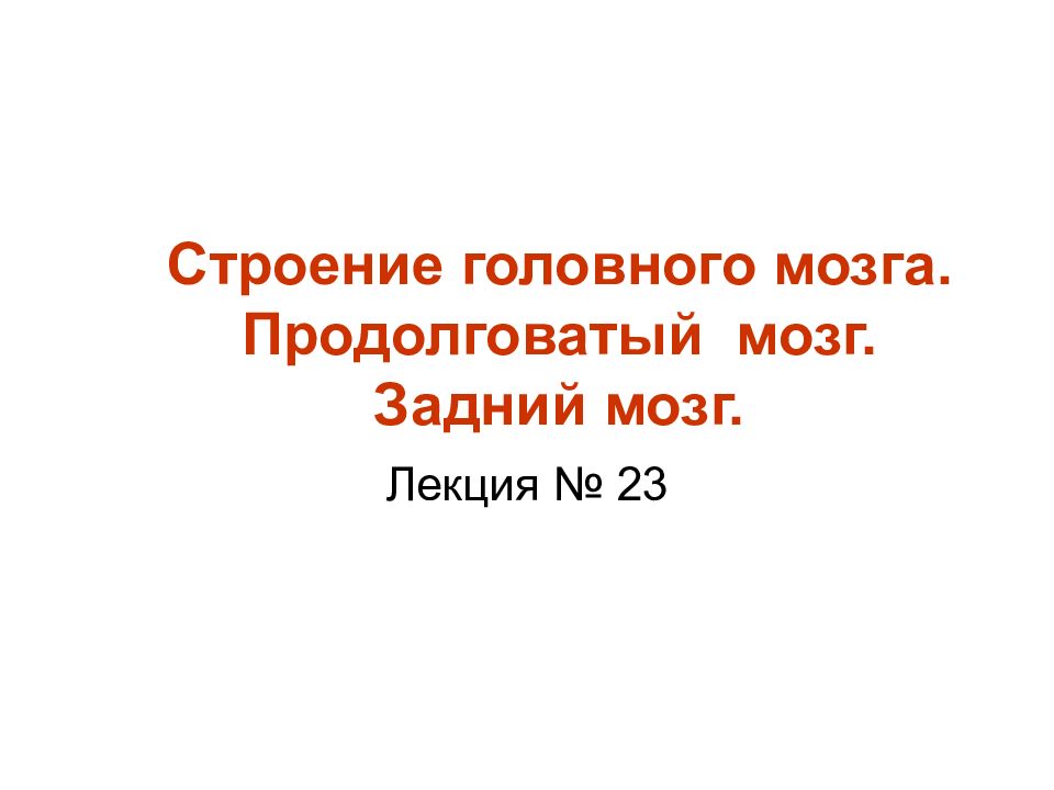 Строение головного мозга. Продолговатый мозг. Задний мозг.