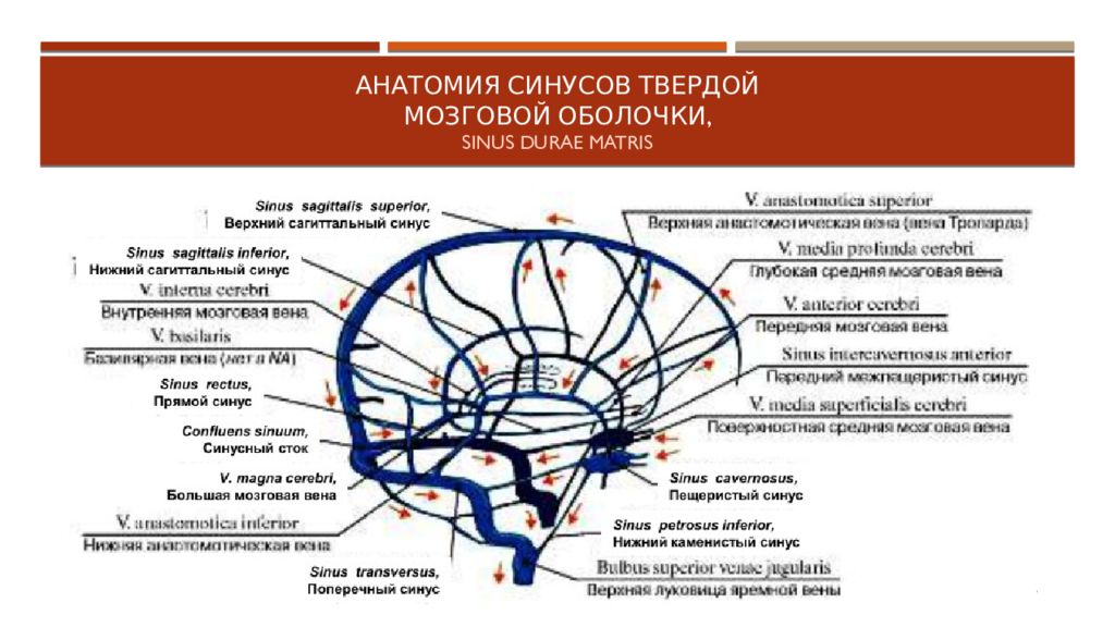 Синусы мозга схема. Вены головного мозга синусы твердой мозговой оболочки. Синусы твердой мозговой оболочки схема. Отток крови от головного мозга. Нарушение венозного оттока от головы.