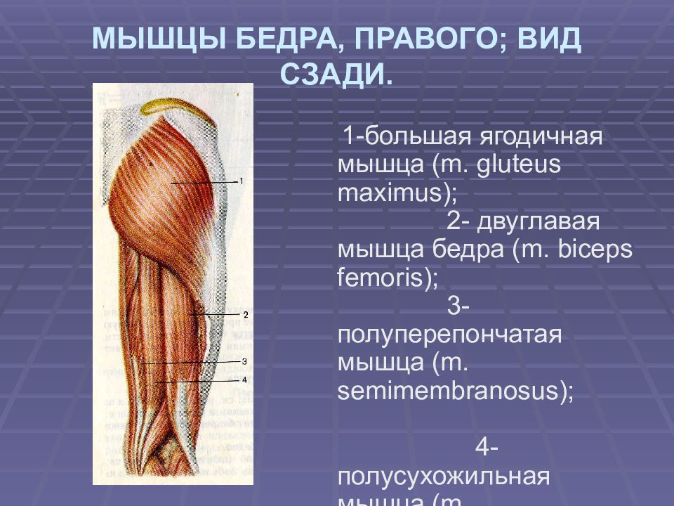 Задняя сторона бедра мышцы