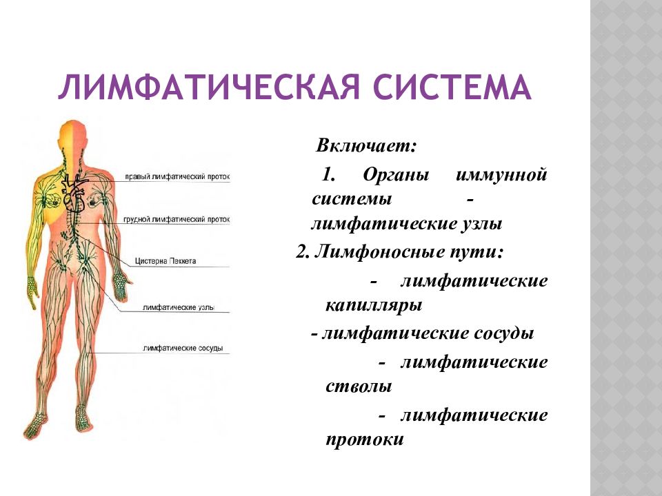 Как течет лимфа в организме схема направления