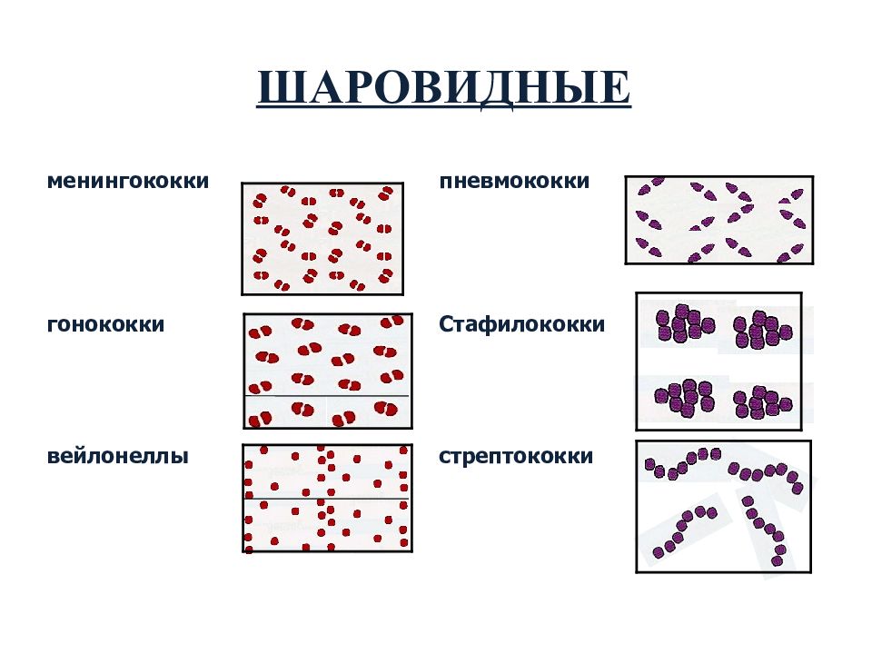 Пневмококки микробиология презентация