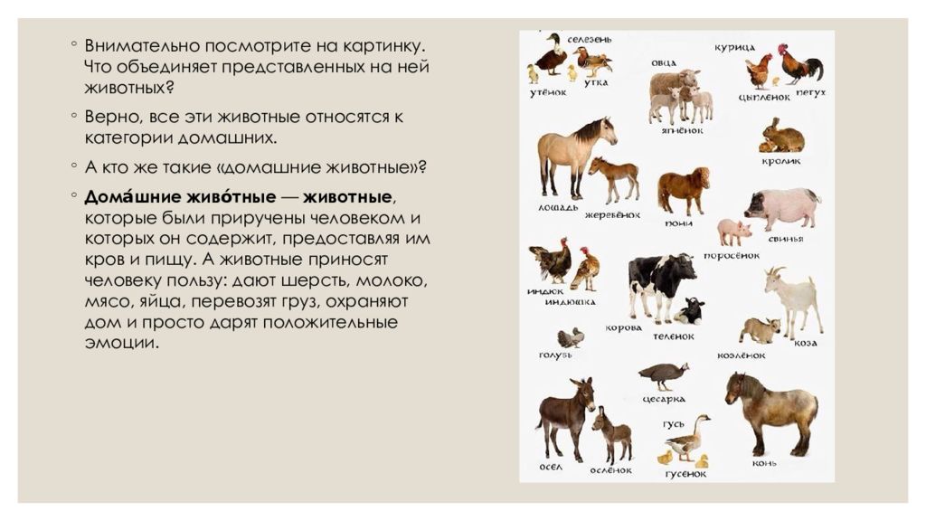 Правильно животные. Домашние животные относятся к зверям. Каких животных относят к домашним. Что объединяет всех домашних животных. Животных относят к прирученным.